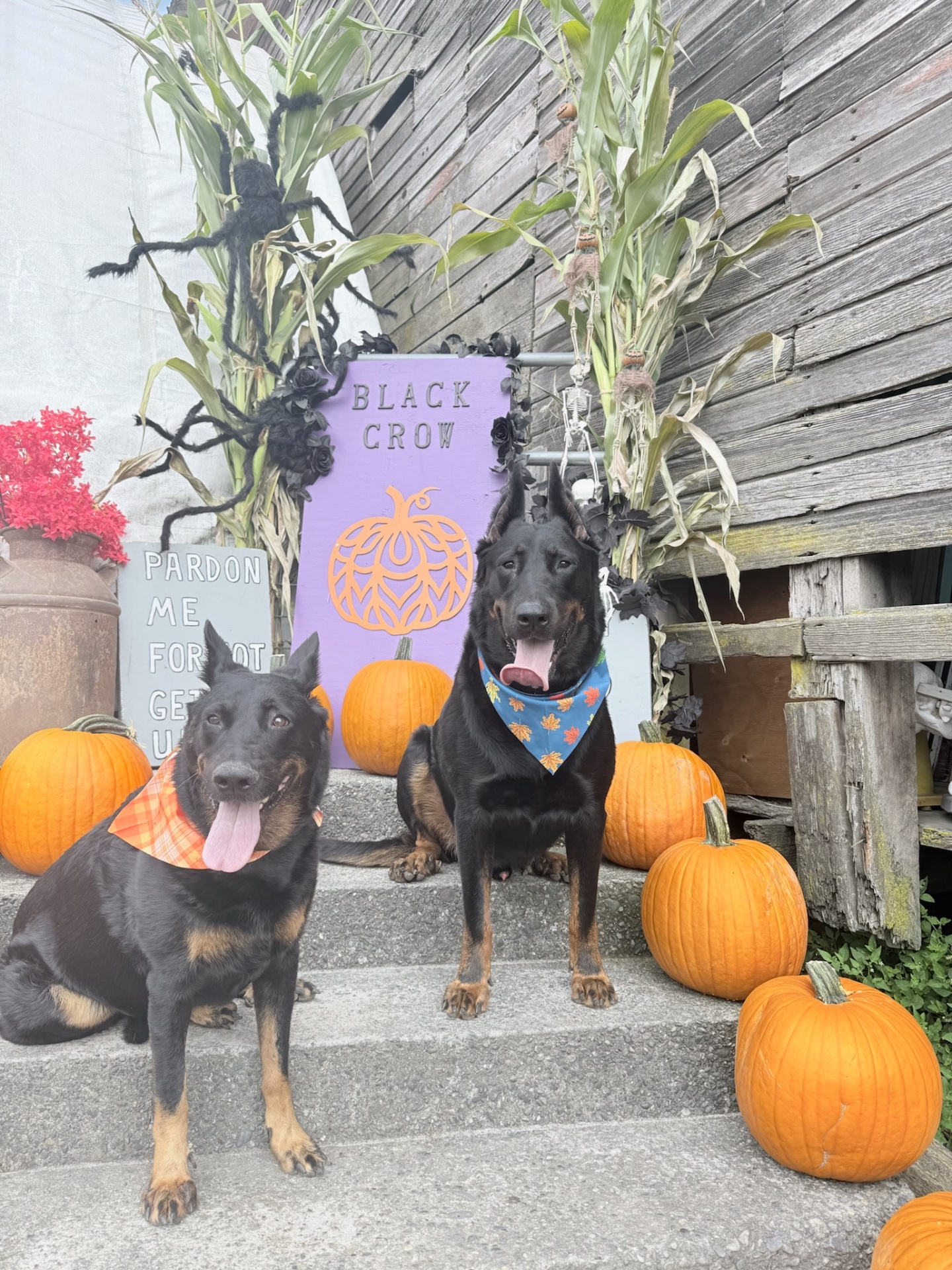 Two dogs posing with pumpkins at Black Crow