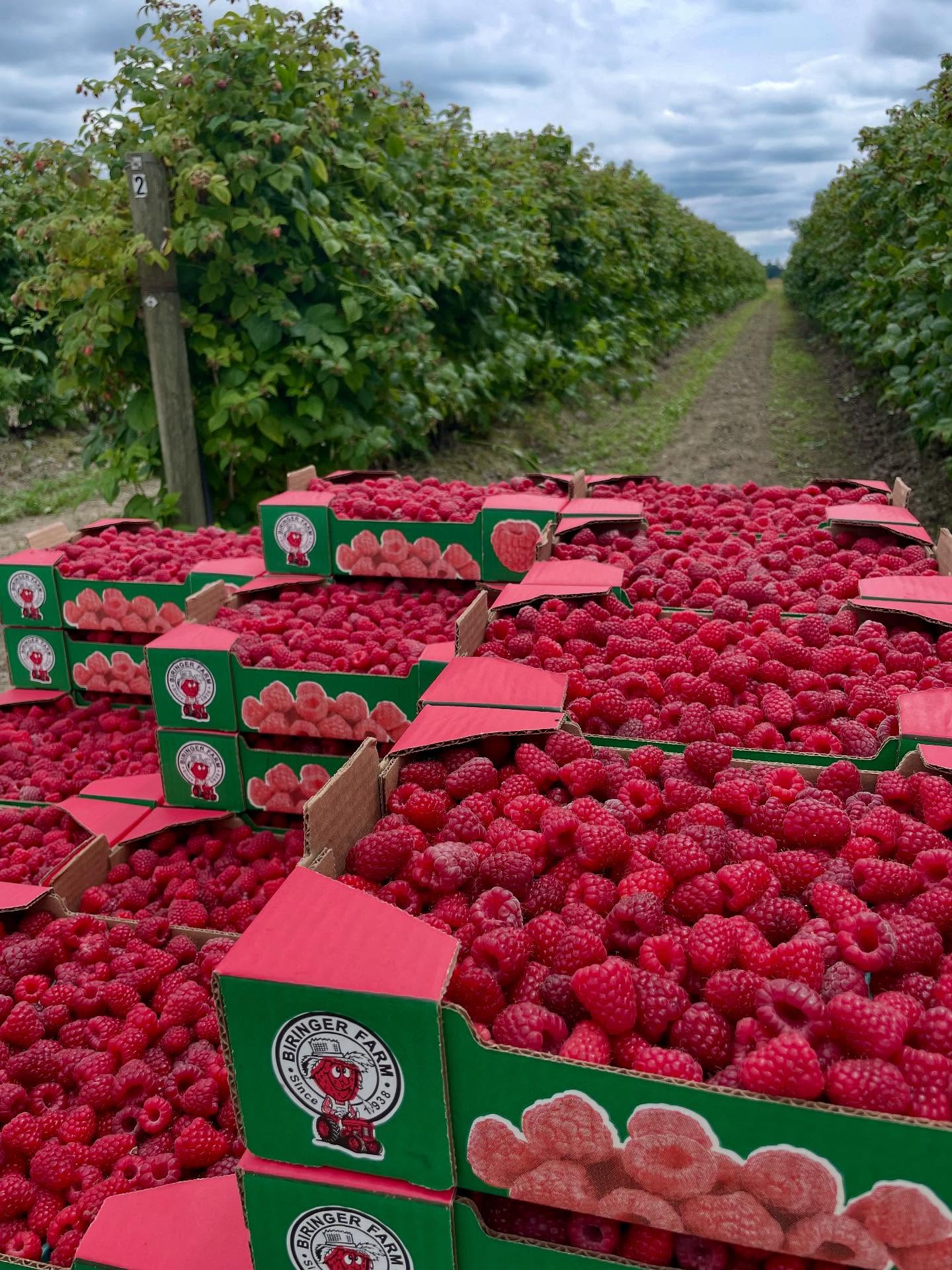 U Pick Berries